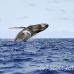 whale_humpback_h_00425_dom2472.jpg